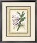 Fitch Orchid V by J. Nugent Fitch Limited Edition Print