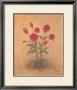 Red Roses by Debra Lake Limited Edition Print