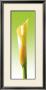 Green Callas Trilogy Iii by Inka Vogel Limited Edition Print