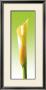 Green Callas Trilogy Iii by Inka Vogel Limited Edition Print