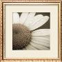 Daisy Morning by Jean-Francois Dupuis Limited Edition Pricing Art Print