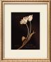 Tulip Sylvestrie No. 10 by Natasha D'schommer Limited Edition Pricing Art Print