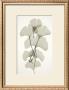 Ginko by Albert Koetsier Limited Edition Print