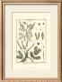 Fern Classification Ii by Denis Diderot Limited Edition Print