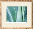 Agave Iii by Joy Doherty Limited Edition Print