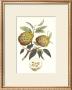 Indonesian Fruits I by Berthe Hoola Van Nooten Limited Edition Pricing Art Print