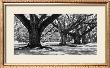 Majestic Oaks I by Jeff Maihara Limited Edition Print