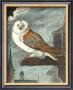 Leffraie Owl by Georges-Louis Buffon Limited Edition Print