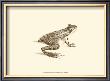 Sepia Frog Ii by J. H. Richard Limited Edition Pricing Art Print