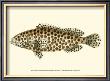 Nodder Antique Fish Ii by Frederick P. Nodder Limited Edition Print