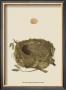 Antique Nest And Egg I by Reverend Francis O. Morris Limited Edition Print