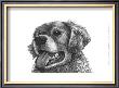 Amber The Golden Retriever by Beth Thomas Limited Edition Print