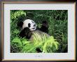 Giant Panda, Szechwan Province, China by Fernandez Limited Edition Print