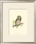 Tengmalm's Owl by Reverend Francis O. Morris Limited Edition Pricing Art Print