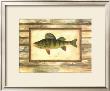 Yellow Perch by Zachary Alexander Limited Edition Pricing Art Print