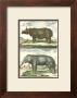 Elephant And Rhino Pair by Daniel Diderot Limited Edition Print