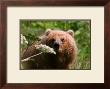 Alaska Spring Kodiak Bear by Charles Glover Limited Edition Print