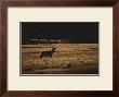 Elk Magesty by Jim Tunell Limited Edition Print
