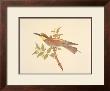 Bee Eater by Frances Le Marchant Limited Edition Print