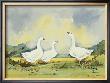 Geese In Summer by Jennifer Dennis Limited Edition Print