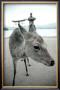 The Deer Of Itsukushima by Takashi Kirita Limited Edition Pricing Art Print