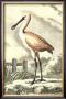 Antique Spoonbill by J.E. Deseve Limited Edition Print