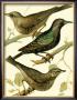 Domestic Bird Family Iv by W. Rutledge Limited Edition Pricing Art Print