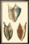 Classic Shells Ii by Denis Diderot Limited Edition Print