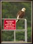 America Under Eagle Watch by Charles Glover Limited Edition Print