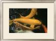 Golden Japanese Koi Fish by Ryuji Adachi Limited Edition Print