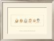 Life Of A Songbird I by Nancy Shumaker Pallan Limited Edition Pricing Art Print