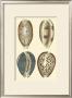 Classic Shells Iv by Denis Diderot Limited Edition Pricing Art Print