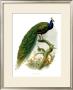 Pavo Cristatus by James Elliot Limited Edition Print