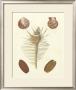 Knorr Shells I by George Wolfgang Knorr Limited Edition Pricing Art Print