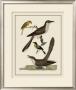 Bird Family Vi by A. Lawson Limited Edition Print