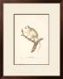 Monkeys: Le Callitriche by Jean-Baptiste Audebert Limited Edition Pricing Art Print