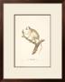 Monkeys: Le Callitriche by Jean-Baptiste Audebert Limited Edition Print