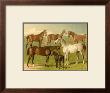 Horse Breeds I by Emil Volkers Limited Edition Print