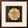 Ocean Sand Dollar by Arnie Fisk Limited Edition Pricing Art Print