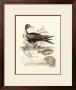 Aquatic Birds I by George Edwards Limited Edition Print