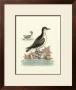 Aquatic Birds Iii by George Edwards Limited Edition Print