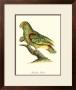 Paradise Parrot by George Edwards Limited Edition Print