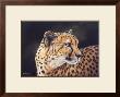 Cheetah by Kim Thompson Limited Edition Print