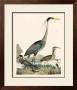Heron Family I by A. Wilson Limited Edition Print