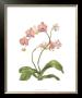 Orchid Study Iv by Pamela Shirley Limited Edition Pricing Art Print
