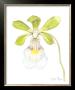 Orchid Beauty I by Jennifer Goldberger Limited Edition Pricing Art Print