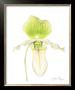Orchid Beauty Iv by Jennifer Goldberger Limited Edition Pricing Art Print