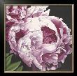 Peony Ii by Elizabeth Hellman Limited Edition Print