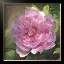 Peony In Pink I by Megan Meagher Limited Edition Pricing Art Print