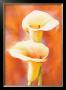 Two Callas In Light by Alicia Sloan Limited Edition Print